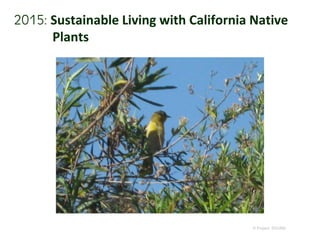2015: Sustainable Living with California Native
Plants
© Project SOUND
 