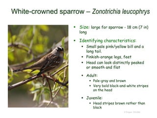 White-crowned sparrow – Zonotrichia leucophrys
 Size: large for sparrow - 18 cm (7 in)
long
 Identifying characteristics:
 Small pale pink/yellow bill and a
long tail.
 Pinkish-orange legs, feet
 Head can look distinctly peaked
or smooth and flat
 Adult:
 Pale-gray and brown
 Very bold black-and-white stripes
on the head
 Juvenile:
 Head stripes brown rather than
black
© Project SOUND
 