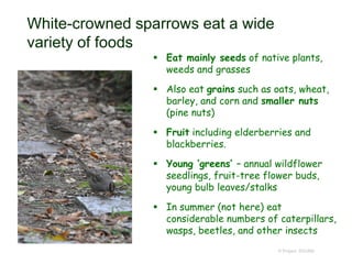 White-crowned sparrows eat a wide
variety of foods
 Eat mainly seeds of native plants,
weeds and grasses
 Also eat grains such as oats, wheat,
barley, and corn and smaller nuts
(pine nuts)
 Fruit including elderberries and
blackberries.
 Young ‘greens’ – annual wildflower
seedlings, fruit-tree flower buds,
young bulb leaves/stalks
 In summer (not here) eat
considerable numbers of caterpillars,
wasps, beetles, and other insects
© Project SOUND
 