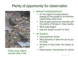 Plenty of opportunity for observation
 Natural feeding/behavior:
 At the edges of brushy habitat,
hopping on the ground or on branches
usually below waist level.
 Also on open ground but typically with
the safety of shrubs or trees nearby.
 Well-camouflaged
 Hop and ‘double scratch’ to feed
 At feeders:
 Need platform feeder
 Wait patiently at dawn for you to put
out food
 As likely to feed under the feeder as
on it
 Need nearby trees/shrubs for safety
© Project SOUND
Pretty song: dialect
learned early in life
 