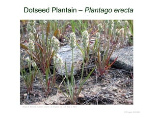 © Project SOUND
Dotseed Plantain – Plantago erecta
©Gary A. Monroe. Catalina Island, Los Angeles Co., CA. May 2, 2003
 