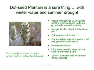 © Project SOUND
Dot-seed Plantain is a sure thing…..with
winter water and summer drought
 Found throughout CA in vernal
pools and depressions in dunes,
grasslands, coastal prairies
 Not particular about soil texture,
pH
 Full sun-partial shade
 Does need good winter water – will
not germinate without it
 No summer water
 Like many annuals, does best in
slightly disturbed soils
 Doesn’t compete well with alien
annual grasses
Dot-seed plantain was a major
grain food for native Californians
 