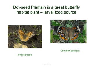© Project SOUND
Dot-seed Plantain is a great butterfly
habitat plant – larval food source
http://angelo.berkeley.edu/Photographs/Jessie/Checkerspot.jpg
Checkerspots
Common Buckeye
http://www.duhons.net/Common%20Buckeye%207%20CP.jpg
 