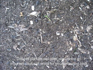 © Project SOUND
Dotseed plantain and other annuals are an
important source of seeds for ground-foraging birds
 