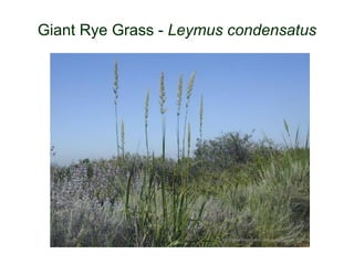 Giant Rye Grass - Leymus condensatus
http://www.timetotrack.com/jay/ryegw.htm
 