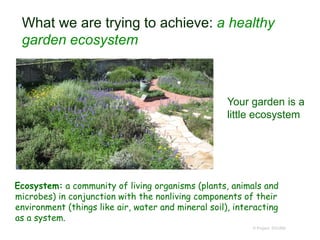 Ecosystem: a community of living organisms (plants, animals and
microbes) in conjunction with the nonliving components of their
environment (things like air, water and mineral soil), interacting
as a system.
© Project SOUND
Your garden is a
little ecosystem
What we are trying to achieve: a healthy
garden ecosystem
 