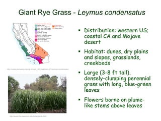 Giant Rye Grass - Leymus condensatus
http://ucjeps.berkeley.edu/cgi-bin/get_JM_treatment.pl?Leymus+condensatus
http://www.bfs.claremont.edu/biota/plants.html
 Distribution: western US;
coastal CA and Mojave
desert
 Habitat: dunes, dry plains
and slopes, grasslands,
creekbeds
 Large (3-8 ft tall),
densely-clumping perennial
grass with long, blue-green
leaves
 Flowers borne on plume-
like stems above leaves
 