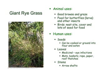 Giant Rye Grass
 Animal uses:
 Good browse and graze
 Food for butterflies (larva)
and other insects
 Birds: nest site, cover and
lots of seed for food
 Human uses:
 Seeds
 Can be cooked or ground into
flour and eaten
 Leaves
 Medicinal – eye infections
 Mats, baskets, rope, paper,
roof thatches
 Stems
 Arrow shafts
http://www.elnativogrowers.com/Photographs_page/leco.htm
 