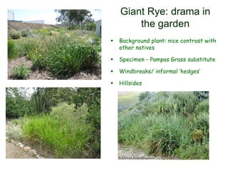 Giant Rye: drama in
the garden
 Background plant: nice contrast with
other natives
 Specimen - Pampas Grass substitute
 Windbreaks/ informal ‘hedges’
 Hillsides
 