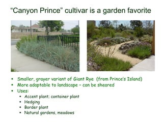  Smaller, grayer variant of Giant Rye (from Prince’s Island)
 More adaptable to landscape – can be sheared
 Uses:
 Accent plant; container plant
 Hedging
 Border plant
 Natural gardens, meadows
“Canyon Prince” cultivar is a garden favorite
 