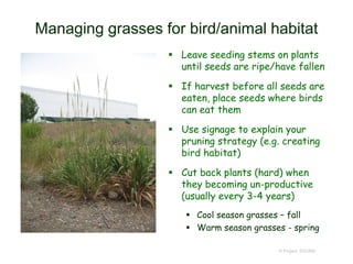 Managing grasses for bird/animal habitat
 Leave seeding stems on plants
until seeds are ripe/have fallen
 If harvest before all seeds are
eaten, place seeds where birds
can eat them
 Use signage to explain your
pruning strategy (e.g. creating
bird habitat)
 Cut back plants (hard) when
they becoming un-productive
(usually every 3-4 years)
 Cool season grasses – fall
 Warm season grasses - spring
© Project SOUND
 