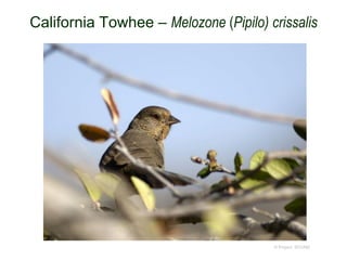 California Towhee – Melozone (Pipilo) crissalis
© Project SOUND
 