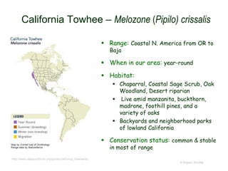 California Towhee – Melozone (Pipilo) crissalis
 Range: Coastal N. America from OR to
Baja
 When in our area: year-round
 Habitat:
 Chaparral, Coastal Sage Scrub, Oak
Woodland, Desert riparian
 Live amid manzanita, buckthorn,
madrone, foothill pines, and a
variety of oaks
 Backyards and neighborhood parks
of lowland California
 Conservation status: common & stable
in most of range
© Project SOUND
http://www.allaboutbirds.org/guide/california_towhee/id
 