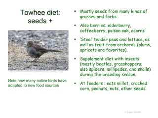 Towhee diet:
seeds +
 Mostly seeds from many kinds of
grasses and forbs
 Also berries: elderberry,
coffeeberry, poison oak, acorns
 ‘Steal’ tender peas and lettuce, as
well as fruit from orchards (plums,
apricots are favorites).
 Supplement diet with insects
(mostly beetles, grasshoppers;
also spiders, millipedes, and snails)
during the breeding season.
 At feeders : eats millet, cracked
corn, peanuts, nuts, other seeds.
© Project SOUND
http://commons.wikimedia.org/wiki/File:Pipilo_crissalis_(1).jpg
Note how many native birds have
adapted to new food sources
 