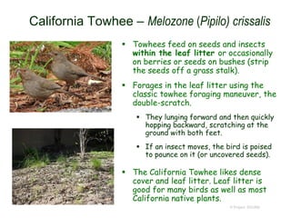 © Project SOUND
California Towhee – Melozone (Pipilo) crissalis
 Towhees feed on seeds and insects
within the leaf litter or occasionally
on berries or seeds on bushes (strip
the seeds off a grass stalk).
 Forages in the leaf litter using the
classic towhee foraging maneuver, the
double-scratch.
 They lunging forward and then quickly
hopping backward, scratching at the
ground with both feet.
 If an insect moves, the bird is poised
to pounce on it (or uncovered seeds).
 The California Towhee likes dense
cover and leaf litter. Leaf litter is
good for many birds as well as most
California native plants.
 