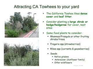 Attracting CA Towhees to your yard
 The California Towhee likes dense
cover and leaf litter.
 Consider planting a large shrub or
hedge/hedgerow for cover, nest
sites
 Some food plants to consider:
 Rhamnus/Frangula or other fruiting
shrubs/trees
 Fragaria spp (strawberries)
 Ribes spp (currants & gooseberries)
 Seeds
 Native grasses
 Asteraceae (Sunflower family)
 Other wildflowers
© Project SOUND
 