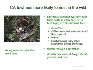 CA towhees more likely to nest in the wild
 California Towhees typically build
their nests in a low fork (3-12
feet high) in a shrub/small tree.
 Ceanothus,
 Coffeeberry, and other shrubs of
the chaparral;
 Willow
 Eucalyptus and many other
ornamental shrubs and trees.
 March through September
 A bulky cup made of twigs, stems,
grasses, and hair
© Project SOUND
Photo by Harold Greeney
Young leave the nest after
just 8 days
 