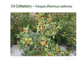 © Project SOUND
CA Coffeeberry – Frangula (Rhamnus) californica
USDA-NRCS PLANTS Database
 
