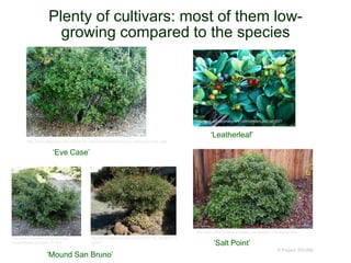 © Project SOUND
Plenty of cultivars: most of them low-
growing compared to the species
‘Eve Case’
http://www.laspilitas.com/nature-of-california/plants/rhamnus-californica-eve-case
‘Mound San Bruno’
http://www.smgrowers.com/products/pla
nts/plantdisplay.asp?plant_id=1850
‘Leatherleaf’
http://www.yerbabuenanursery.com/viewplant.php?pid=0521
‘Salt Point’
http://www.calfloranursery.com/pages_plants/pages_r/rhacalsalpoi.html
http://farm4.static.flickr.com/3040/2330631124_56f79b4717.j
pg?v=0
 