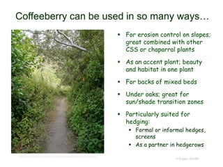 © Project SOUND
Coffeeberry can be used in so many ways…
 For erosion control on slopes;
great combined with other
CSS or chaparral plants
 As an accent plant; beauty
and habitat in one plant
 For backs of mixed beds
 Under oaks; great for
sun/shade transition zones
 Particularly suited for
hedging:
 Formal or informal hedges,
screens
 As a partner in hedgerows
http://www.laspilitas.com/nature-of-california/plants/rhamnus-californica
 