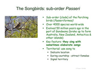 The Songbirds: sub-order Passeri
 Sub-order (clade) of the Perching
birds (Passeriformes)
 Over 4000 species world-wide
 Evolved 50 million years ago in the
part of Gondwana (broke up to form
Australia, New Zealand, Antactica &
other islands)
 Key feature: they sing with
sometimes elaborate songs
 Territorial: use song to
 Indicate location
 During courtship - attract females
 Signal territory
© Project SOUND
 