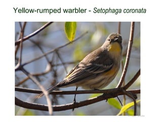 Yellow-rumped warbler - Setophaga coronata
© Project SOUND
 