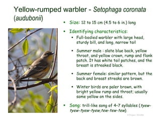 Yellow-rumped warbler - Setophaga coronata
(audubonii)  Size: 12 to 15 cm (4.5 to 6 in.) long
 Identifying characteristics:
 Full-bodied warbler with large head,
sturdy bill, and long, narrow tail
 Summer male : slate blue back, yellow
throat, and yellow crown, rump and flank
patch. It has white tail patches, and the
breast is streaked black.
 Summer female: similar pattern, but the
back and breast streaks are brown.
 Winter birds are paler brown, with
bright yellow rump and throat; usually
some yellow on the sides.
 Song: trill-like song of 4–7 syllables (tyew-
tyew-tyew-tyew,tew-tew-tew)
© Project SOUND
 