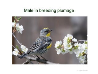 Male in breeding plumage
© Project SOUND
 