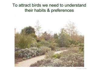 © Project SOUND
To attract birds we need to understand
their habits & preferences
 