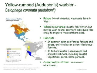 Yellow-rumped (Audubon’s) warbler -
Setophaga coronata (audubonii)
 Range: North America; Audubon’s form in
West
 When in our area: mostly fall/winter, but
may be year-round; southern individuals less
likely to migrate than northern ones.
 Habitat:
 In summer: open coniferous forests and
edges, and to a lesser extent deciduous
forests.
 In fall and winter : open woods and
shrubby habitats, including coastal
vegetation, parks, home gardens.
 Conservation status: common and
widespread
© Project SOUND
http://www.allaboutbirds.org/guide/yellow-rumped_warbler/id
http://commons.wikimedia.org/wiki/Setophaga_auduboni#me
diaviewer/File:Dendroica_coronata_auduboni_map.svg
 