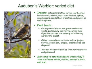 Audubon’s Warbler: varied diet
 Insects: caterpillars/other larvae, leaf beetles,
bark beetles, weevils, ants, scale insects, aphids,
grasshoppers, caddisflies, craneflies, and gnats, as
well as spiders.
 Plant foods:
 On migration/winter: eat great numbers of
fruits, particularly wax myrtle, which their
digestive systems are uniquely suited among
warblers to digest.
 Other commonly eaten fruits include juniper
berries, poison oak, grapes, elderberries and
dogwood.
 Also eat wild seeds such as from native grasses
and goldenrod.
 May come to hanging feeders, where they'll
take sunflower seeds, raisins, peanut butter,
and suet.
© Project SOUND
 
