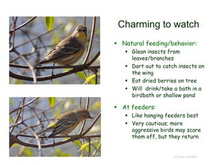 Charming to watch
 Natural feeding/behavior:
 Glean insects from
leaves/branches
 Dart out to catch insects on
the wing
 Eat dried berries on tree
 Will drink/take a bath in a
birdbath or shallow pond
 At feeders:
 Like hanging feeders best
 Very cautious; more
aggressive birds may scare
them off, but they return
© Project SOUND
 