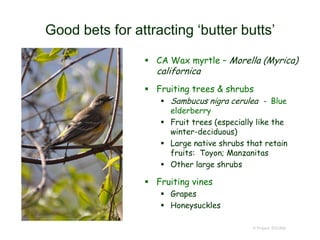 Good bets for attracting ‘butter butts’
 CA Wax myrtle – Morella (Myrica)
californica
 Fruiting trees & shrubs
 Sambucus nigra cerulea - Blue
elderberry
 Fruit trees (especially like the
winter-deciduous)
 Large native shrubs that retain
fruits: Toyon; Manzanitas
 Other large shrubs
 Fruiting vines
 Grapes
 Honeysuckles
© Project SOUND
 