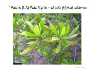 © Project SOUND
* Pacific (CA) Wax Myrtle – Morella (Myrica) californica
 