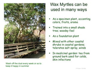 © Project SOUND
Wax Myrtles can be
used in many ways
 As a specimen plant, accenting
colors, fruits, aroma
 Trained into a small shade
tree; woodsy feel
 As a foundation plant
 Mixed with other coastal
shrubs in coastal gardens;
tolerates salt-spray, winds
 In medicinal garden: tea from
ground bark used for colds,
skin infectionshttp://gardenoflamancha.blogspot.com/2008/01/myrica-californica.html
Wash off the dust every week or so to
keep it happy in summer
 