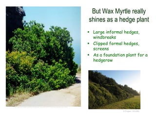 © Project SOUND
But Wax Myrtle really
shines as a hedge plant
 Large informal hedges,
windbreaks
 Clipped formal hedges,
screens
 As a foundation plant for a
hedgerow
http://gardenoflamancha.blogspot.com/2008/01/myrica-californica.html
 