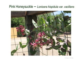 Pink Honeysuckle – Lonicera hispidula var. vacillans
© Project SOUND
 