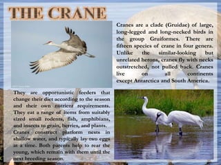 Cranes are a clade (Gruidae) of large,
long-legged and long-necked birds in
the group Gruiformes. There are
fifteen species of crane in four genera.
Unlike the similar-looking but
unrelated herons, cranes fly with necks
outstretched, not pulled back. Cranes
live on all continents
except Antarctica and South America.
They are opportunistic feeders that
change their diet according to the season
and their own nutrient requirements.
They eat a range of items from suitably
sized small rodents, fish, amphibians,
and insects to grain, berries, and plants.
Cranes construct platform nests in
shallow water, and typically lay two eggs
at a time. Both parents help to rear the
young, which remain with them until the
next breeding season.
 