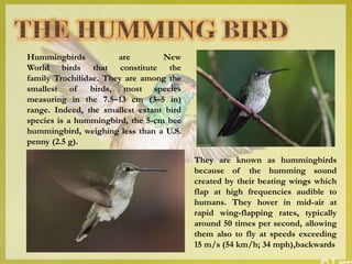 Hummingbirds are New
World birds that constitute the
family Trochilidae. They are among the
smallest of birds, most species
measuring in the 7.5–13 cm (3–5 in)
range. Indeed, the smallest extant bird
species is a hummingbird, the 5-cm bee
hummingbird, weighing less than a U.S.
penny (2.5 g).
They are known as hummingbirds
because of the humming sound
created by their beating wings which
flap at high frequencies audible to
humans. They hover in mid-air at
rapid wing-flapping rates, typically
around 50 times per second, allowing
them also to fly at speeds exceeding
15 m/s (54 km/h; 34 mph),backwards
 