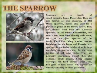 Sparrows are a family of
small passerine birds, Passeridae. They are
also known as true sparrows, or Old
World sparrows, names also used for a
particular genus of the family, Passer. They
are distinct from both the American
sparrows, in the family Emberizidae, and
from a few other birds sharing their name,
such as the Java sparrow of the
family Estrildidae. Many species nest on
buildings, and the house and Eurasian tree
sparrows in particular inhabit cities in large
numbers, so sparrows may be the most
familiar of all wild birds. They are
primarily seed-eaters, though they also
consume small insects. Some species
scavenge for food around cities and,
like gulls or rock doves, will happily eat
virtually anything in small quantities.
 