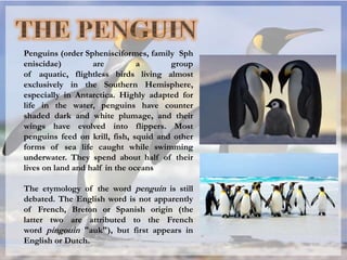 Penguins (order Sphenisciformes, family Sph
eniscidae) are a group
of aquatic, flightless birds living almost
exclusively in the Southern Hemisphere,
especially in Antarctica. Highly adapted for
life in the water, penguins have counter
shaded dark and white plumage, and their
wings have evolved into flippers. Most
penguins feed on krill, fish, squid and other
forms of sea life caught while swimming
underwater. They spend about half of their
lives on land and half in the oceans
The etymology of the word penguin is still
debated. The English word is not apparently
of French, Breton or Spanish origin (the
latter two are attributed to the French
word pingouin "auk"), but first appears in
English or Dutch.
 