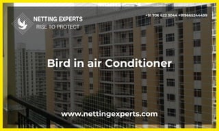 www.nettingexperts.com
+91 706 622 3044 +919665244499
Bird in air Conditioner
 