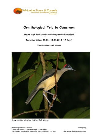 Ornithological Trip to Cameroon 06th /05/2013
L’AFRICAINE TOURS ET CONSEILS – DMC – CAMEROON
Your Contact: Thomas Ambi Tindati / Tel. : 00237 2216 0126 – 7712 70 10 Mail : contact@cameroondmc.com
Ornithological Trip to Cameroon
Mount Kupé Bush Shrike and Grey-necked Rockfowl
Tentative dates: 28.03.-14.04.2014 (17 Days)
Tour Leader: Deli Victor
Gray-necked-picathartes-by-Deli Victor
 