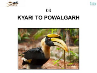 KYARI TO POWALGARH
03
hornbills
 