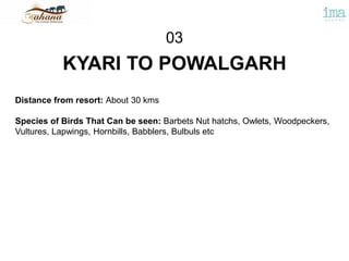 KYARI TO POWALGARH
03
Distance from resort: About 30 kms
Species of Birds That Can be seen: Barbets Nut hatchs, Owlets, Woodpeckers,
Vultures, Lapwings, Hornbills, Babblers, Bulbuls etc
 
