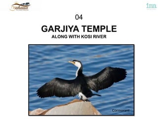 GARJIYA TEMPLE
ALONG WITH KOSI RIVER
04
Cormorant
 