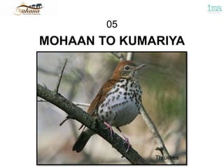 MOHAAN TO KUMARIYA
05
Thrushes
 