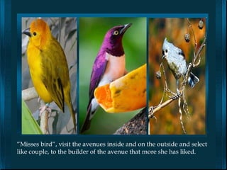 “Misses bird“, visit the avenues inside and on the outside and select
like couple, to the builder of the avenue that more she has liked.
 