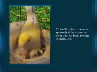All the Birds have the same
approach of the maternity,
cover with his body the egg
to incubate it.
 