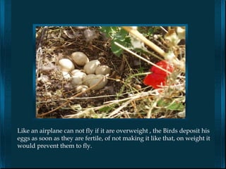 Like an airplane can not fly if it are overweight , the Birds deposit his
eggs as soon as they are fertile, of not making it like that, on weight it
would prevent them to fly.
 